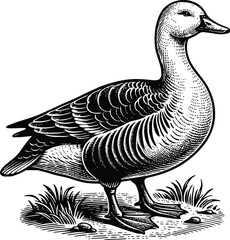 Duck goose silhouette vector png. Vector illustration duck png. transparent background