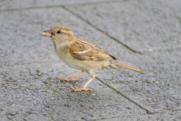 A small bird is eating a piece of orange bread