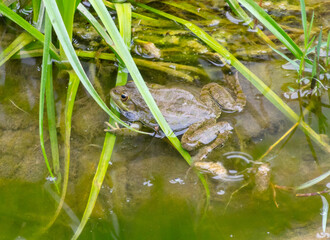 Portrait of a frog in a swamp