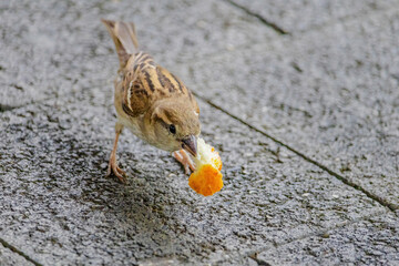 A small bird is eating a piece of orange bread