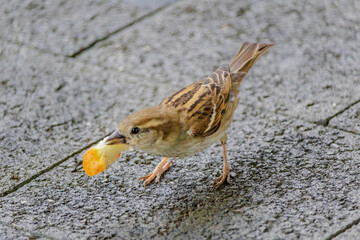 A small bird is eating a piece of orange bread