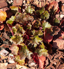 Red plant growing in mulch in nature
