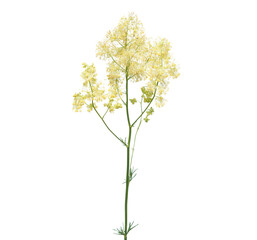 Yellow flower of shining meadow rue plant isolated on white, Thalictrum lucidum