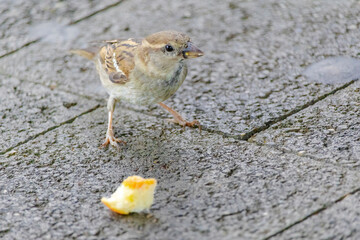 A small bird is eating a piece of orange bread