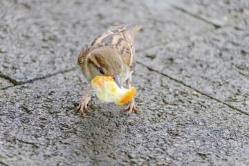 A small bird is eating a piece of orange bread