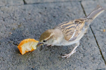 A small bird is eating a piece of orange bread