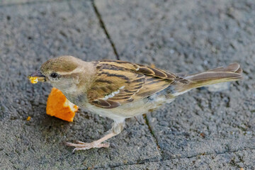 A small bird is eating a piece of orange bread