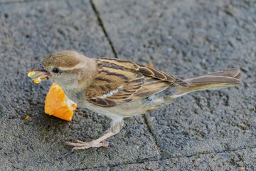 A small bird is eating a piece of orange bread
