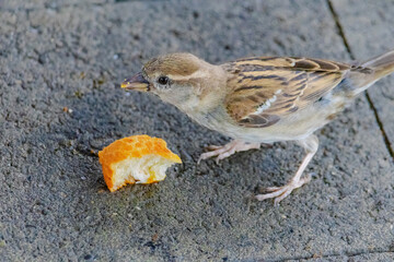 A small bird is eating a piece of orange bread