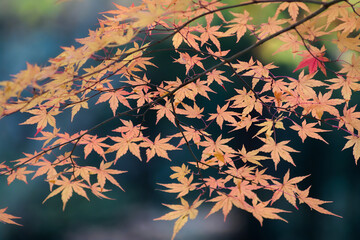 autumn leaves in the wind