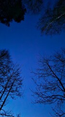 night view down to up on tree s and sky