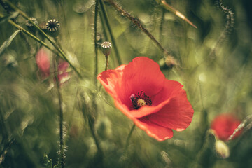 Czerwony mak polny, makrofotografia  © af-mar