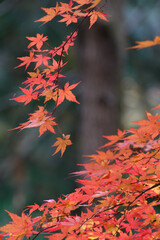 autumn leaves in the forest