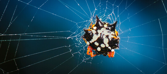 Austracantha minax, commonly known as the jewel spider or the Christmas spider. It is a member of...