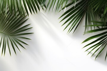 Fototapeta premium Tropical Palm Leaves with Sunlight and Shadow