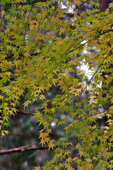 autumn leaves in the forest