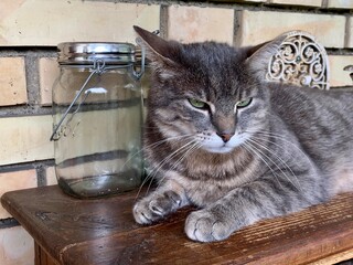 Porträt: grauer Kater / Katze  auf Regal liegend , in der Küche guckt misstrauisch