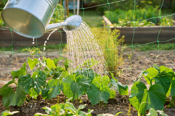 Close-up of watering can in hands watering young cucumber plants © Valerii Honcharuk