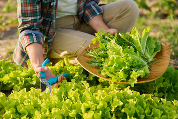 Close up of hands with garden shears cutting lettuce herb crop