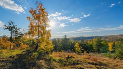 Fototapeta premium Autumn Landscape with a Golden Birch Tree in the Foreground