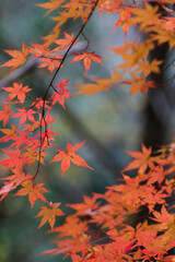 autumn leaves in the forest