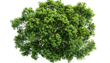 Obraz premium A top-down view of an entire green tree on a white background