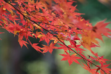 red autumn leaves