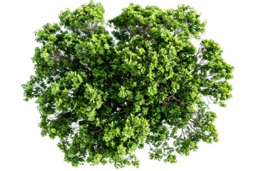 Obraz premium A top-down view of an entire green tree on a white background