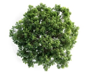 Fototapeta premium A top-down view of an entire green tree on a white background