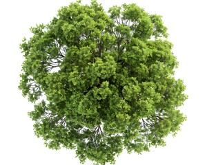 Obraz premium A top-down view of an entire green tree on a white background