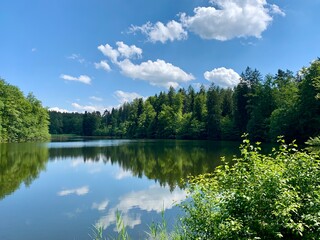 Thalwiler Weiher / Waldweiher von Thalwil bei Gattikon im Sihlwald, Kanton Zürich 