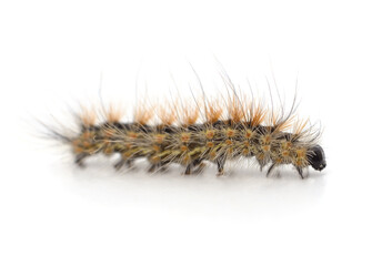 One hairy brown caterpillar.