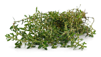 Bunch of green knotweed.