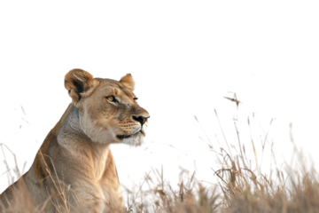 Regal lioness sitting upright isolated on transparent background