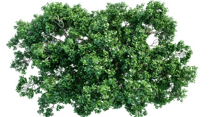 Obraz premium A top-down view of an entire green tree on a white background
