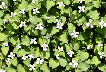 初夏の花, Flowers in early summer
