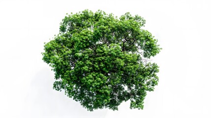 Obraz premium A top-down view of an entire green tree on a white background