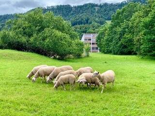 Fototapeta premium Schafherde - Schafe - Mutterschafe auf grüner Wiese am grasen im Sihltal, Adliswil, Kanton Zürich.
