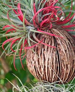 Suicide Tree, Devil Tree, Pong Pong, Othalanga, Seedforest in the garden