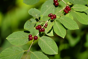 Lonicera xylosteum, commonly known as fly honeysuckle, European fly honeysuckle, dwarf honeysuckle or fly woodbine is a deciduous shrub. Hanover, Germany.