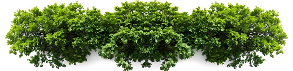  A top-down view of an entire green tree on a white background