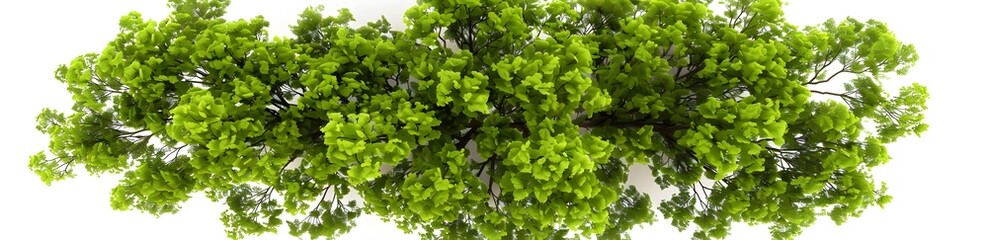 Fototapeta premium A top-down view of an entire green tree on a white background