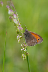 Small Heath butterfly - Coenonympha pamphilus, beautiful brown and orange butterfly from Europe and North Africa, Zlin, Czech Republic.