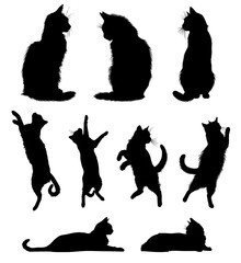 Silhouettes of cats in various poses on a transparent background