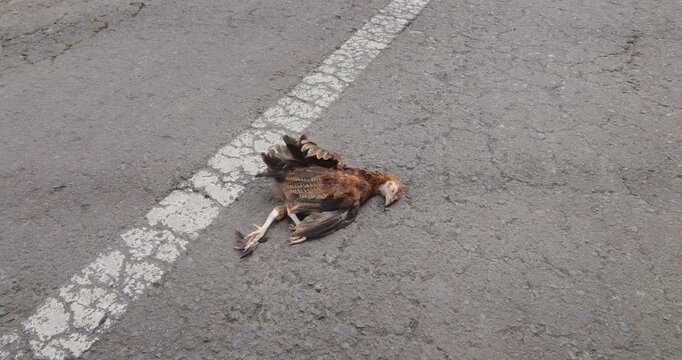 A dead chicken lies on the pavement, a motorcycle or a car hit the poor poultry. A small traffic accident somewhere in countryside of the central Bali Island area