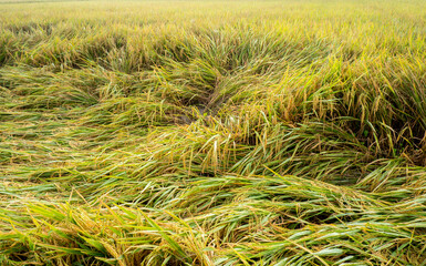 Some rice plants collapsed in the fields