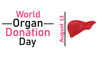 World Organ Donor Day. Vector graphics on a white background. Liver on a white background, August 13
