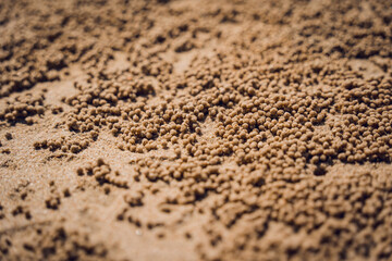 Crabs dug holes and left sand balls on the beach