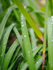 Fototapeta premium 梅雨の長雨。雨に濡れた葉