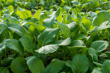 Mustard greens are planted in rice fields